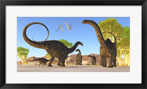 Framed Herd of Apatosaurus dinosaurs wander through a prehistoric forest Print