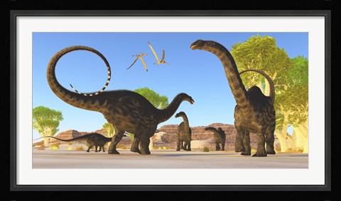 Framed Herd of Apatosaurus dinosaurs wander through a prehistoric forest Print