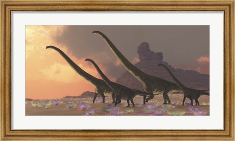 Framed family of Mamenchisaurus dinosaurs Print