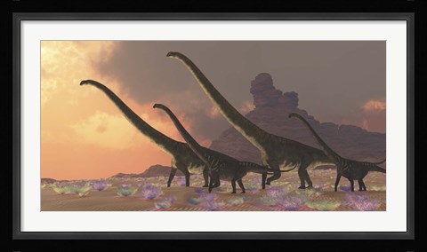 Framed family of Mamenchisaurus dinosaurs Print