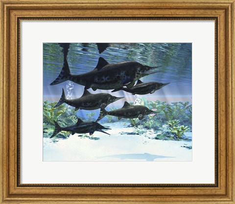 Framed group of Ichthyosaurs swimming in prehistoric waters Print