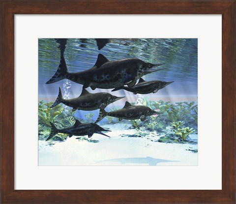 Framed group of Ichthyosaurs swimming in prehistoric waters Print