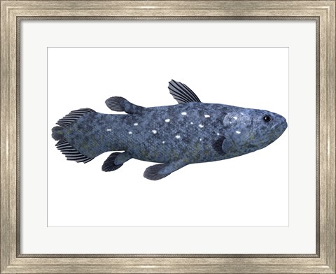 Framed Coelacanth fish against white background Print