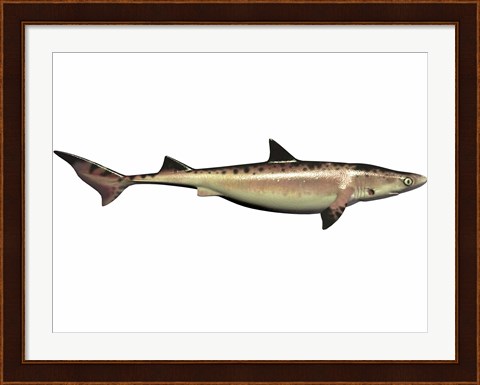 Framed Priohybodus, an extinct shark species from the Cretaceous Period Print