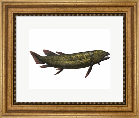 Framed Dipterus, an extinct genus of freshwater lungfish Print