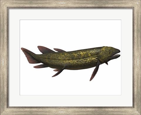 Framed Dipterus, an extinct genus of freshwater lungfish Print