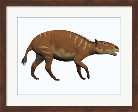 Framed Eurohippus, an extinct ancestor of the modern horse Print