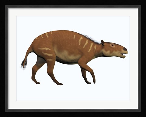 Framed Eurohippus, an extinct ancestor of the modern horse Print