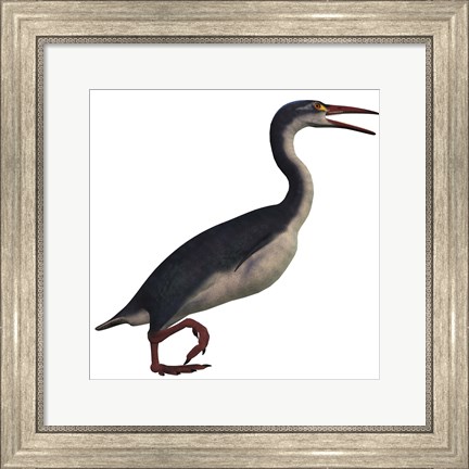 Framed Hesperornis, a genus of flightless birds from the Cretaceous Period Print