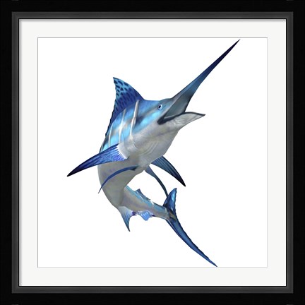 Framed Blue Marlin Print