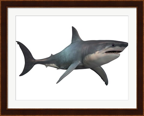Framed Megalodon shark, a predator from the Cenozoic Era Print
