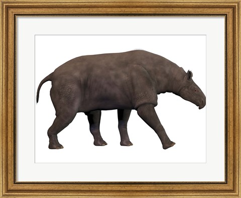 Framed Paraceratherium, an extinct rhinoceros-like mammal Print