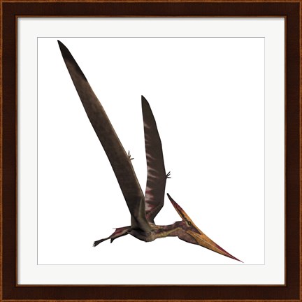 Framed Pteranodon, a reptilian bird from the Late Cretaceous Period Print