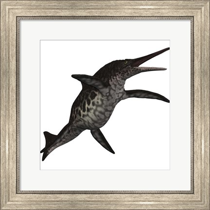 Framed Shonisaurus, a prehistoric ichthyosaur from the Triassic period Print