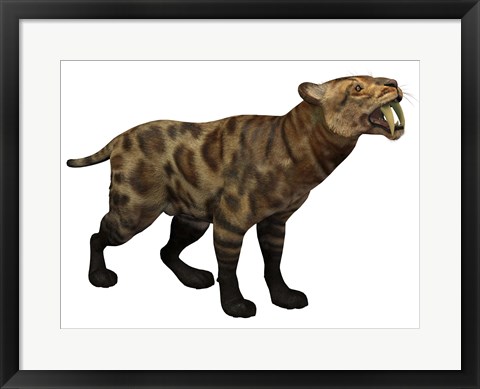 Framed Illustration of a Smilodon Cat from the Cenozoic Era Print