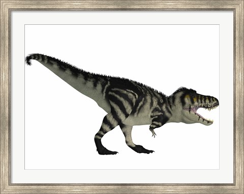 Framed Tyranosaurus Rex, a large carnivore of the Cretaceous Period Print