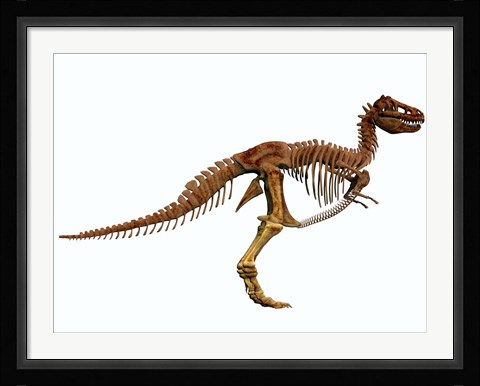 Framed Tyrannosaurus Rex dinosaur skeleton Print