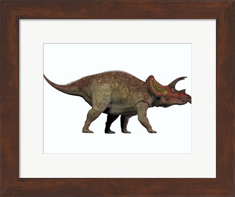 Framed Triceratops, a herbivorous dinosaur from the Cretaceous Period Print