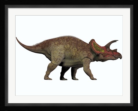 Framed Triceratops, a herbivorous dinosaur from the Cretaceous Period Print