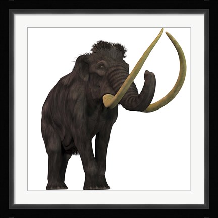 Framed Woolly Mammoth Print