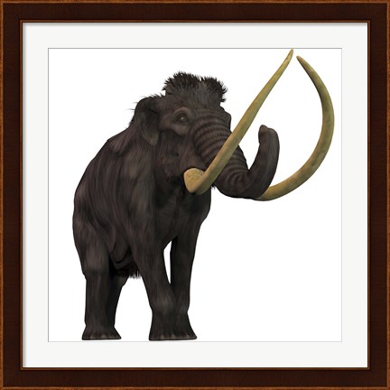 Framed Woolly Mammoth Print