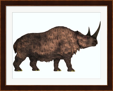 Framed Woolly Rhinoceros, an extinct mammal from the Pleistocene Period Print