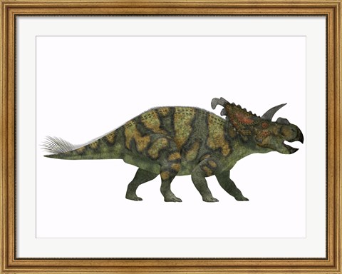 Framed Albertaceratops dinosaur from the Upper Cretaceous Era Print