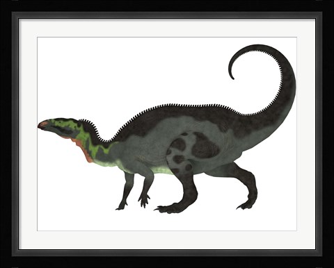 Framed Camptosaurus, a herbivorous dinosaur from the Late Jurassic Period Print