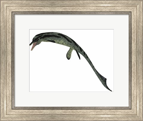 Framed Cymbospondylus, an early ichthyosaur from the Triassic Period Print