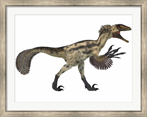 Framed Deinonychus, a carnivorous dinosaur from the early Cretaceous Period Print