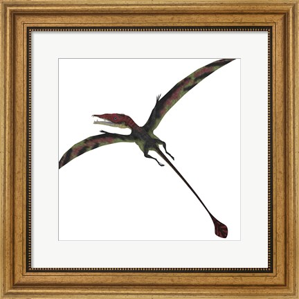 Framed Eudimorphodon, a pterosuar from the Late Triassic Period Print