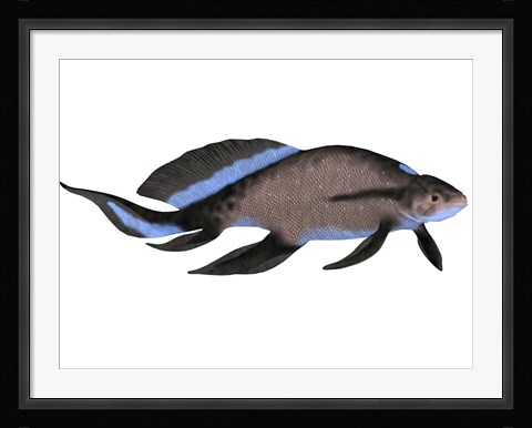Framed Scaumenacia is an extinct genus of lobe-finned fish Print