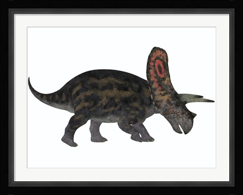 Framed Torosaurus, a herbivorous dinosaur from the Late Cretaceous Print