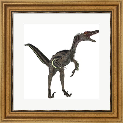 Framed Velociraptor, a theropod dinosaur from the late Cretaceous Period Print