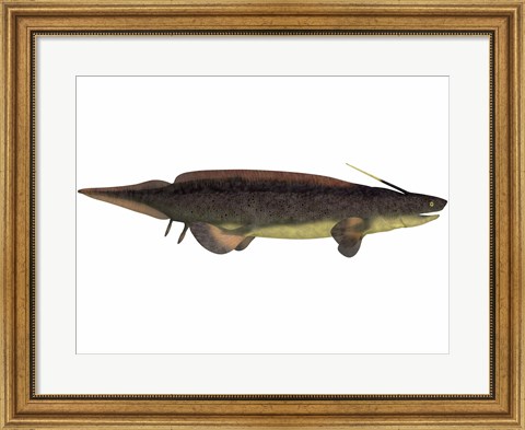 Framed Xenacanthus, a prehistoric shark from the Devonian and Triassic Period Print
