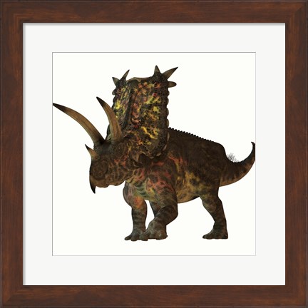 Framed Pentaceratops, a herbivorous dinosaur from the Cretaceous Period Print