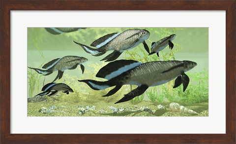 Framed Scaumenacia lobe-finned fish from the Devonian period Print