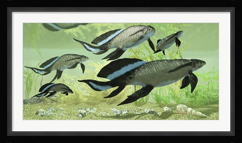 Framed Scaumenacia lobe-finned fish from the Devonian period Print
