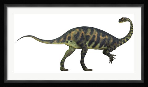Framed Massospondylus dinosaur fromt he Jurassic Age of Africa Print