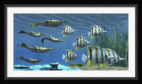 Framed Prehistoric Pteraspis jawless fish swimming with a group of Chelmon Butterflyfish Print