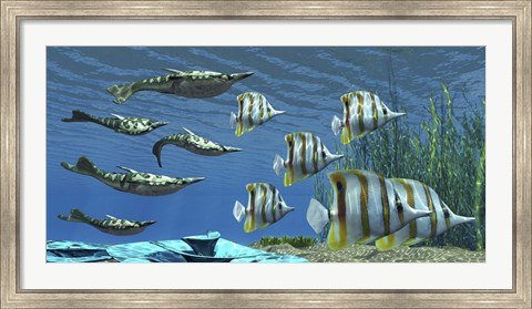 Framed Prehistoric Pteraspis jawless fish swimming with a group of Chelmon Butterflyfish Print
