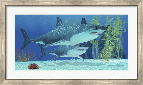 Framed Two Megalodon sharks from the Cenozoic Era Print
