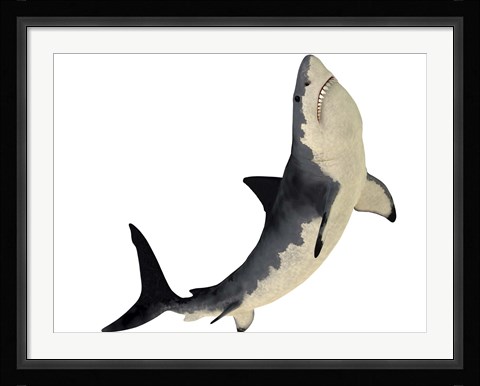 Framed Megalodon shark from the Cenozoic Era Print