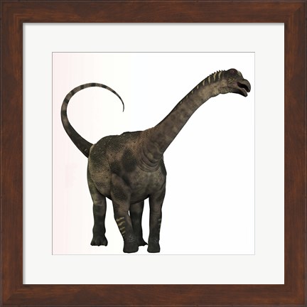 Framed Antarctosaurus dinosaur from the Cretaceous Period Print