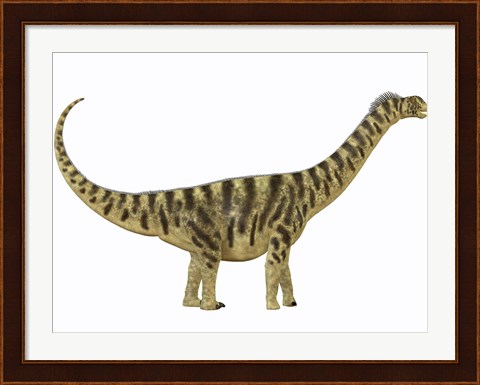 Framed Camarasaurus was a sauropod dinosaur that lived during the Jurassic Age Print