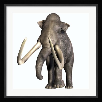 Framed Columbian Mammoth Print