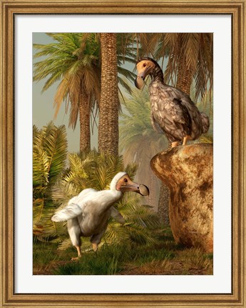 Framed pair of Dodo birds play a game of hide-and-seek Print