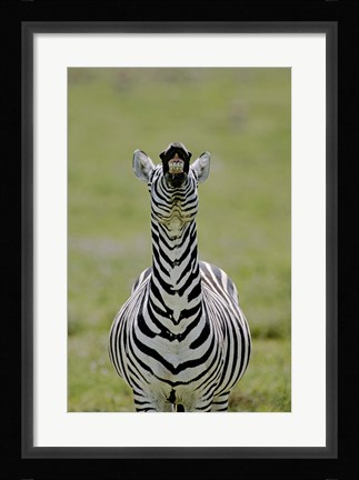 Framed Male Burchell's Zebra Exhibits Flehmen Display to Sense Females, Kenya Print