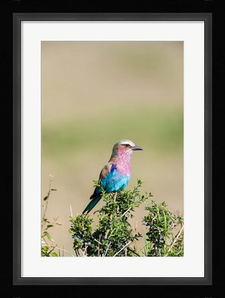 Framed Lilac-breasted Roller sitting on a bush in the Maasai Mara, Kenya Print