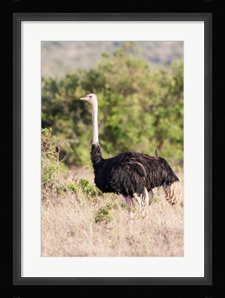 Framed Maasai Ostrich, Tsavo-West National Park, Kenya Print